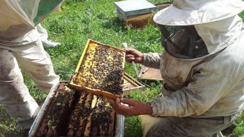 كيف تتم تربية النحل