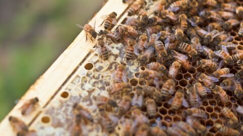 كيف يعيش مجتمع النحل
