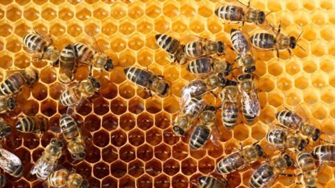 كيفية تكاثر النحل