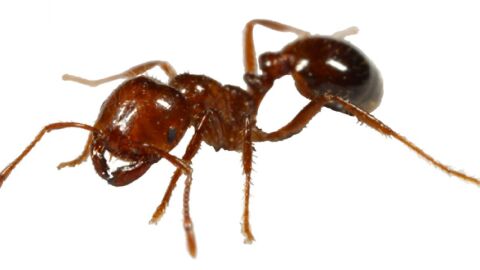 كيف يمكن القضاء على النمل