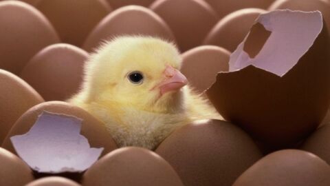 كيف يفقس بيض الدجاج
