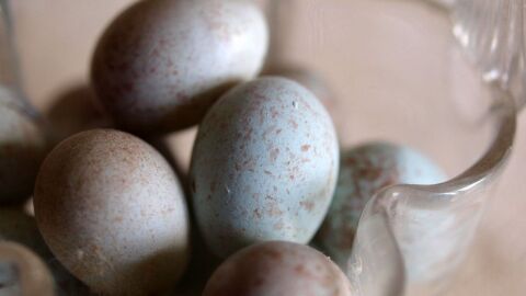 كيف أعرف بيض الكناري الملقح