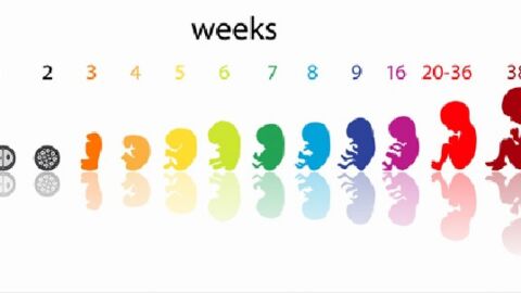 كيف أعرف عمر الجنين بالأسابيع