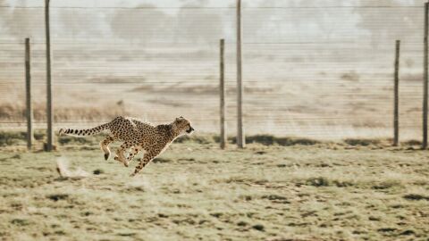 كم سرعة الفهد