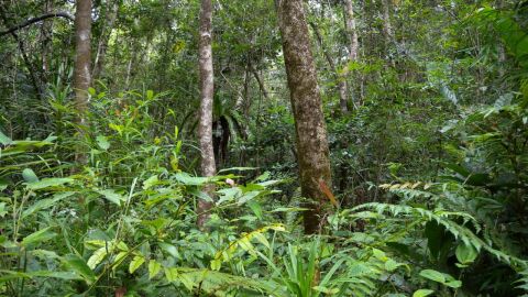 ما أهمية الغابات المطرية