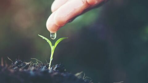 ما أهمية وجود الماء والنبات في النظام البيئي