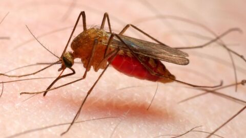 كيف تنتقل الملاريا