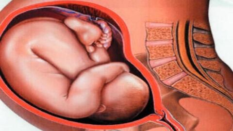 كيف تكون وضعية الجنين في الشهر الثامن