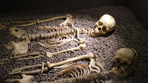 كم عدد العظام في الهيكل العظمي