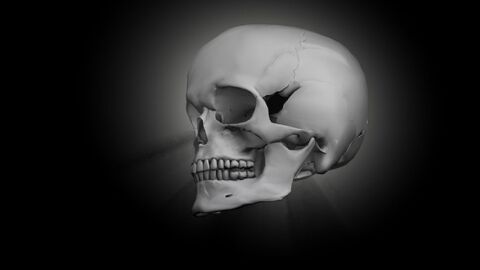 كم عدد العظام الموجودة في الجمجمة