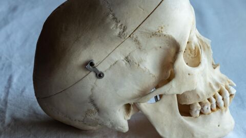 كم عظمة تتكون منها جمجمة الإنسان