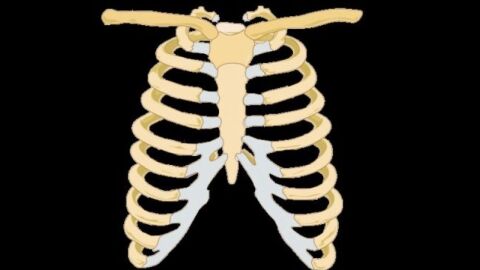 كم عدد عظام القفص الصدري