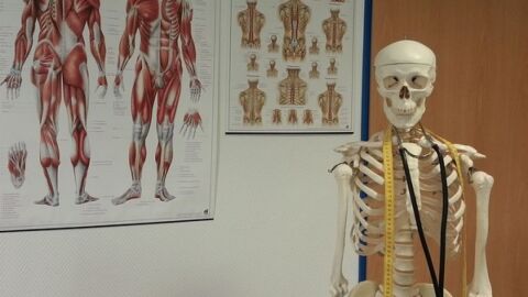 كم عدد عظام جسم الإنسان