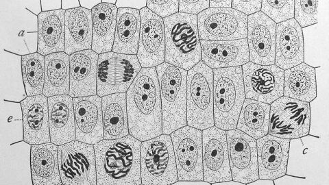 كم عدد خلايا جسم الإنسان