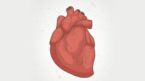 كم عدد صمامات قلب الإنسان