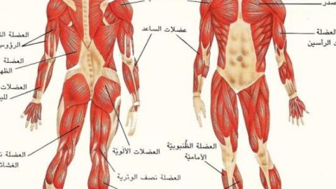 كم عدد العضلات في الجسم