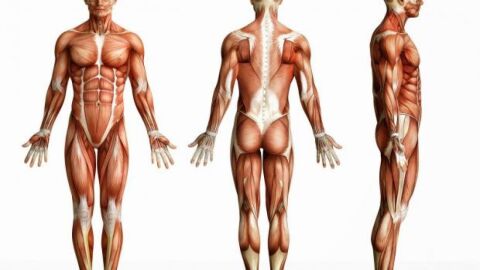 كم عدد العضلات في جسم الإنسان