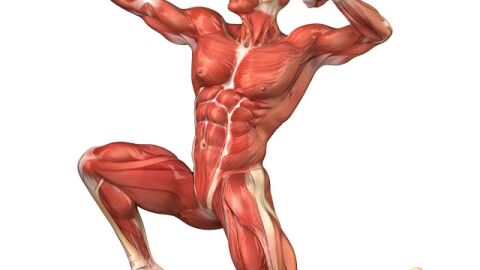 كم عدد عضلات الجسم