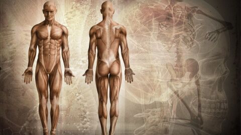 ما عدد عضلات جسم الإنسان