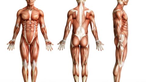 كم عدد عضلات جسم الإنسان