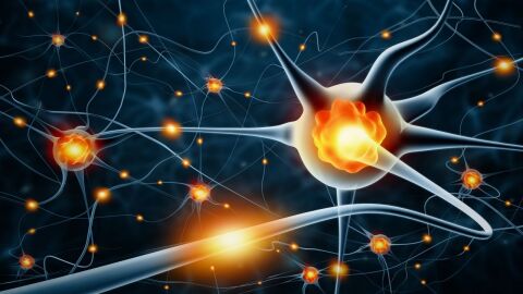 كم عدد الخلايا العصبية في جسم الإنسان