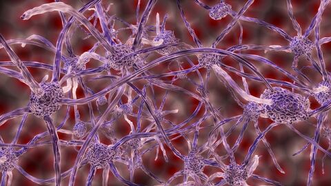 كم عدد الخلايا العصبية في مخ الإنسان