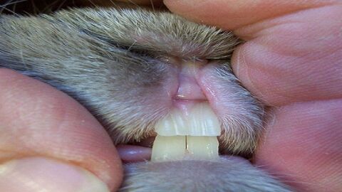كم عدد أسنان الأرنب