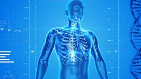 ما هو عدد أضلاع القفص الصدري في الإنسان