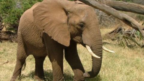 كم يزن الفيل