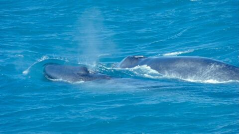 كم يبلغ وزن لسان الحوت الأزرق