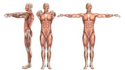كم عضلة في جسم الإنسان البالغ