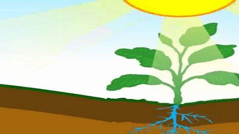 كيف تستخدم النباتات والحيوانات الطاقة الشمسية