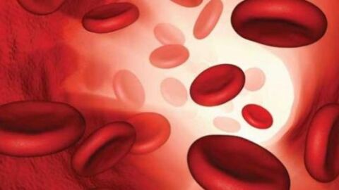 كيف تتكون كريات الدم الحمراء