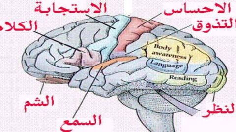 كيف يعمل المخ