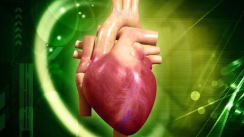 آلية عمل قلب الإنسان