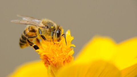 كيف تتنفس النحلة