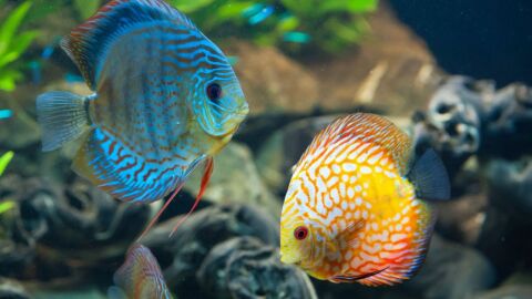 كيف تتنفس الأسماك تحت الماء