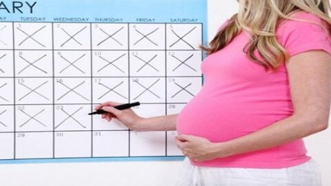كيفية حساب أسابيع الحمل