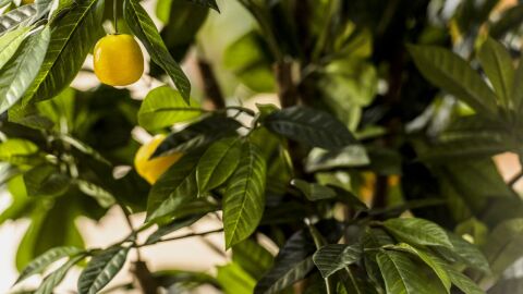 كيفية العناية بشجر الليمون