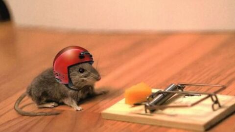 طريقة صيد الفئران