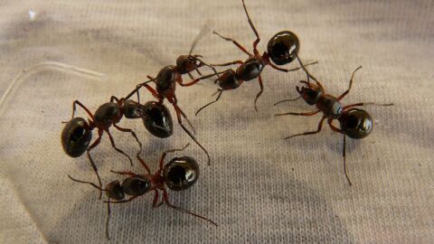 كيفية طرد النمل من المنزل دون قتله