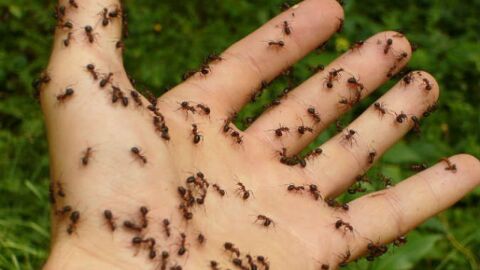 كيف نقضي على النمل