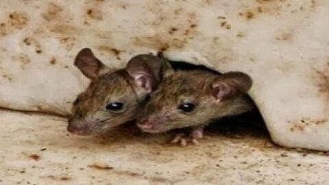 طريقة القضاء على الفئران في المنزل