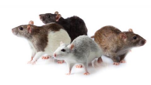 كيفية القضاء على الفئران في المنزل
