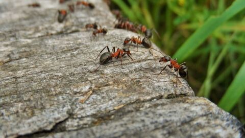 كيفية محاربة النمل