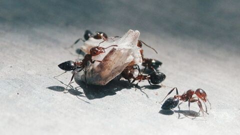 كيفية محاربة النمل في المنزل