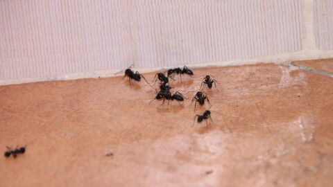 كيفية مكافحة النمل في البيت