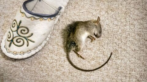 كيفية محاربة الفئران في المنزل
