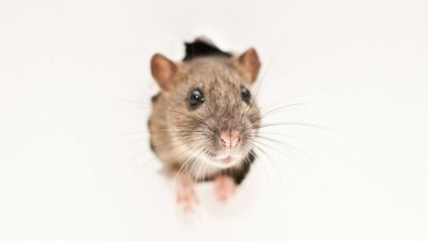 كيفية مكافحة الفئران
