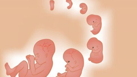 كيفية تكوين الجنين في بطن أمه